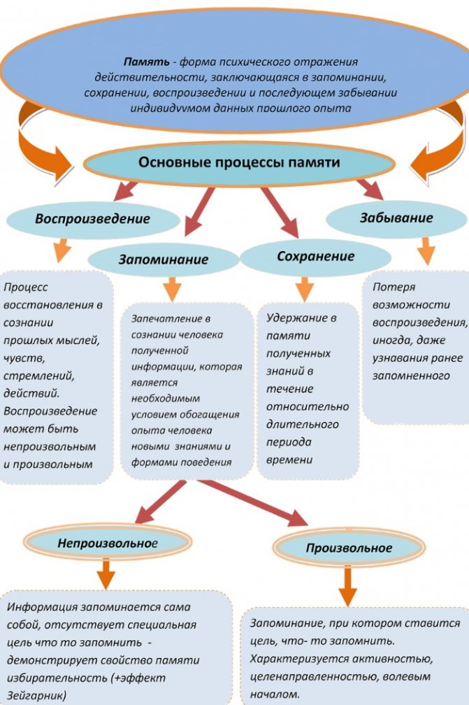 Рабочая память в психологии. Что это такое, примеры, что из себя представляет, как долго